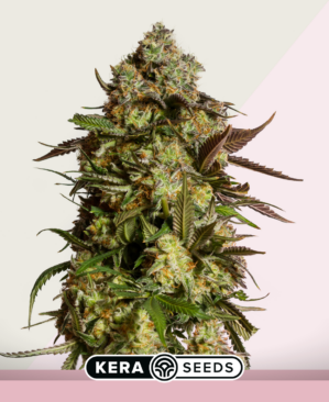 Amnesia Mac Ganja