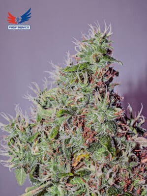 Amnesia Mistery Sativa