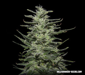Amnesia Molotov