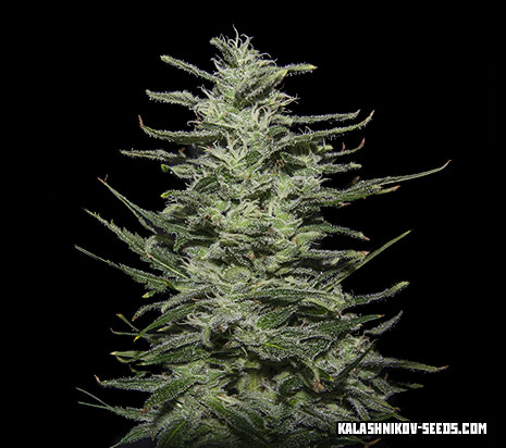 Amnesia Molotov