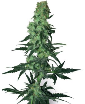 Amnesia White Reg.