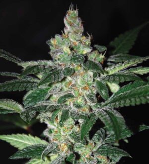 Amnesia (World of Seeds)