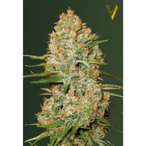 Amnesium Auto (Victory Seeds)