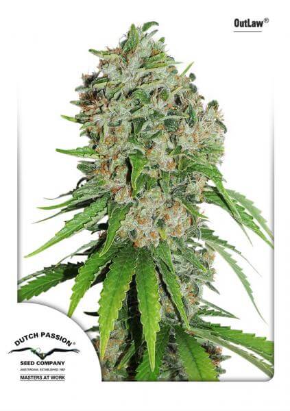 Amsterdam Amnesia