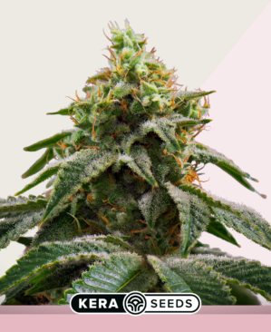 Amsterdam Cheese