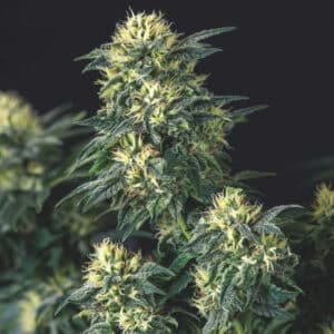 Anesthesia x Runtz (Gold Line)