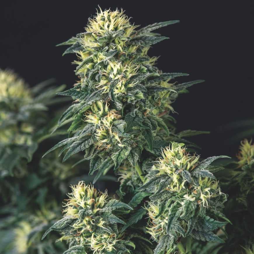 Anesthesia x Runtz (Gold Line)