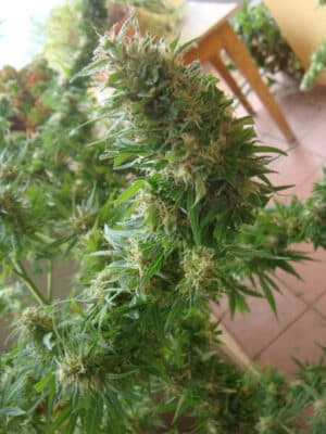 Angel Heart (Mango Haze x Afghan Skunk) Reg.