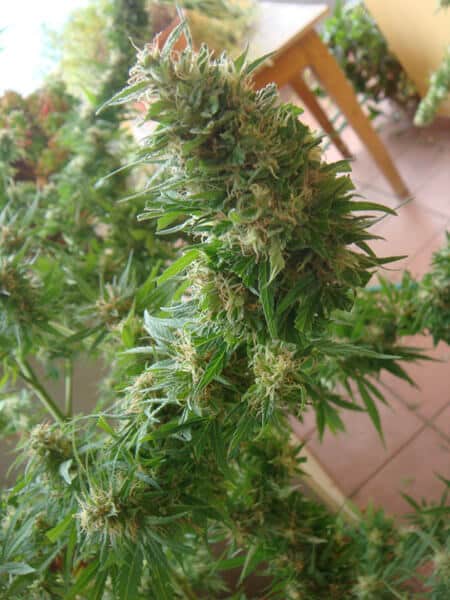 Angel Heart (Mango Haze x Afghan Skunk) Reg.