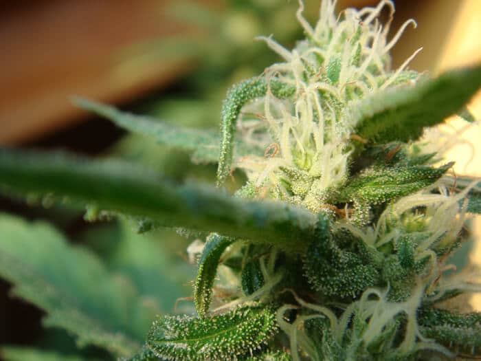 Angel`s Breathe (Mango Haze x Afghan Haze) Reg.