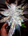 Anthrax Auto
