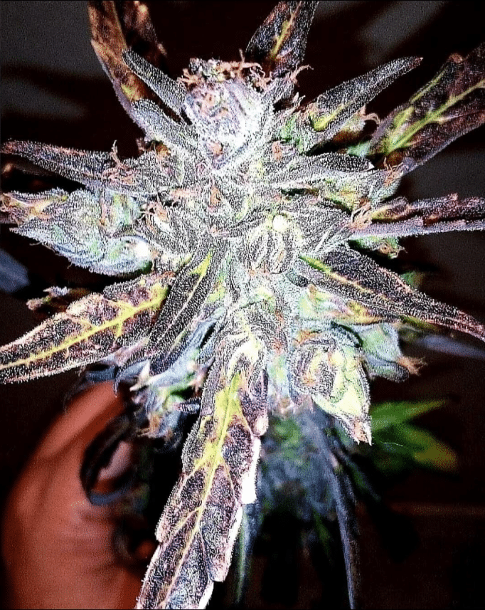 Anthrax Auto