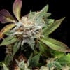 Anubis x Sunset Sherbet (Gold Line)