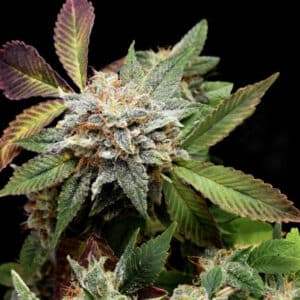 Anubis x Sunset Sherbet (Gold Line)