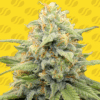 Apple Fritter Auto (Original Sensible seeds)