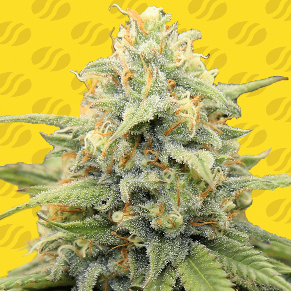 Apple Fritter Auto (Original Sensible seeds)