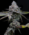 Apple Fritter (Barney’s Farm)