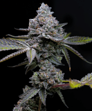 Apple Fritter (Barney’s Farm)