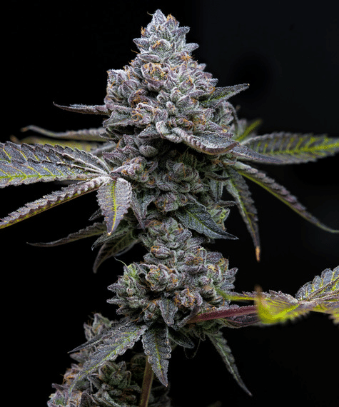 Apple Fritter (Barney’s Farm)