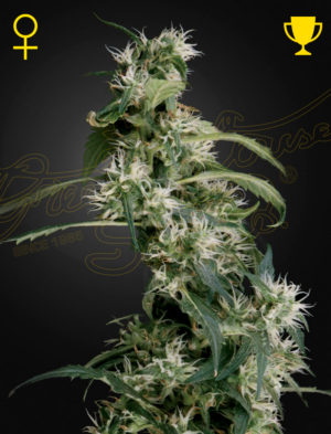 Arjan's Ultra Haze #2 (Mango Haze)