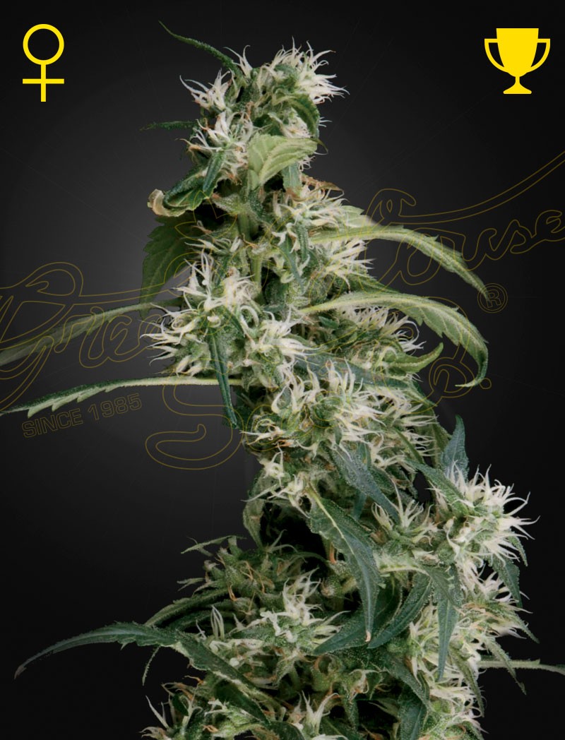Arjan's Ultra Haze #2 (Mango Haze)