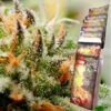 Assorted Auto