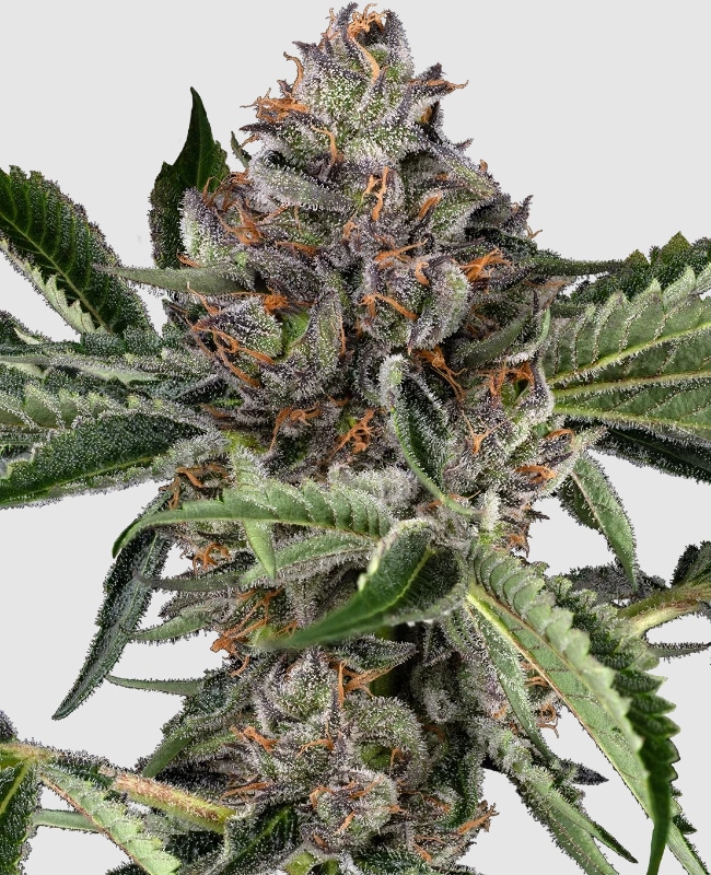 Atomic Blue Dream
