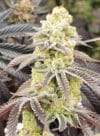 Aurelium