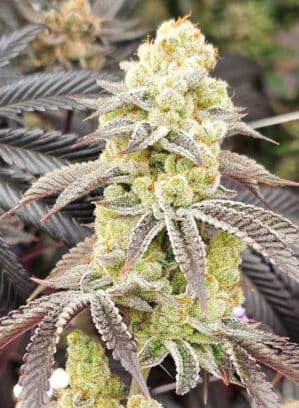 Aurelium
