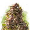 Aurora Indica Auto