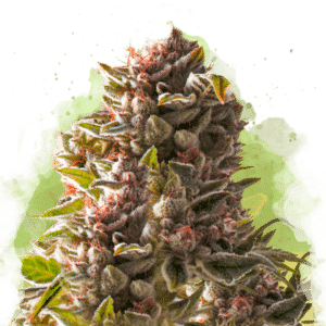 Aurora Indica Auto