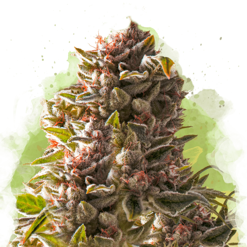 Aurora Indica Auto