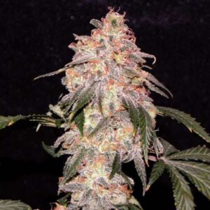 Aurora Indica Reg.