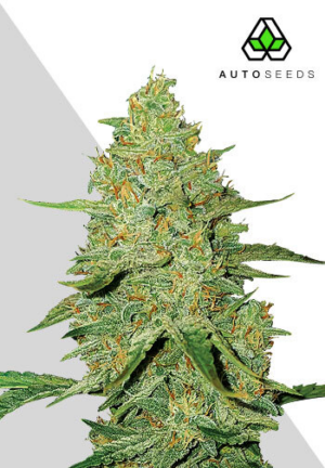 Auto Acapulco Gold