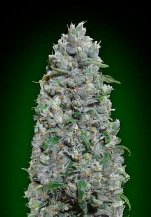 Auto Afghan Mass XXL