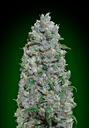 Auto Afghan Mass XXL