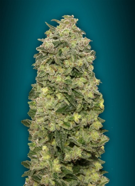 Auto Afghan Skunk