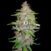 Auto Afghan Widow