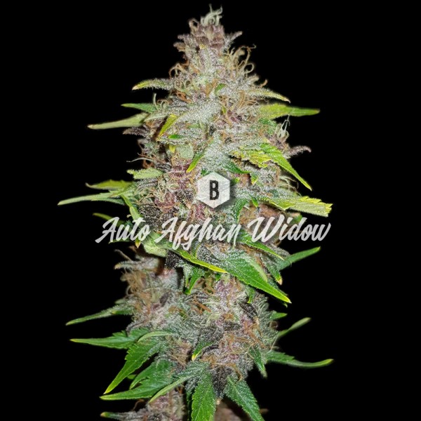 Auto Afghan Widow