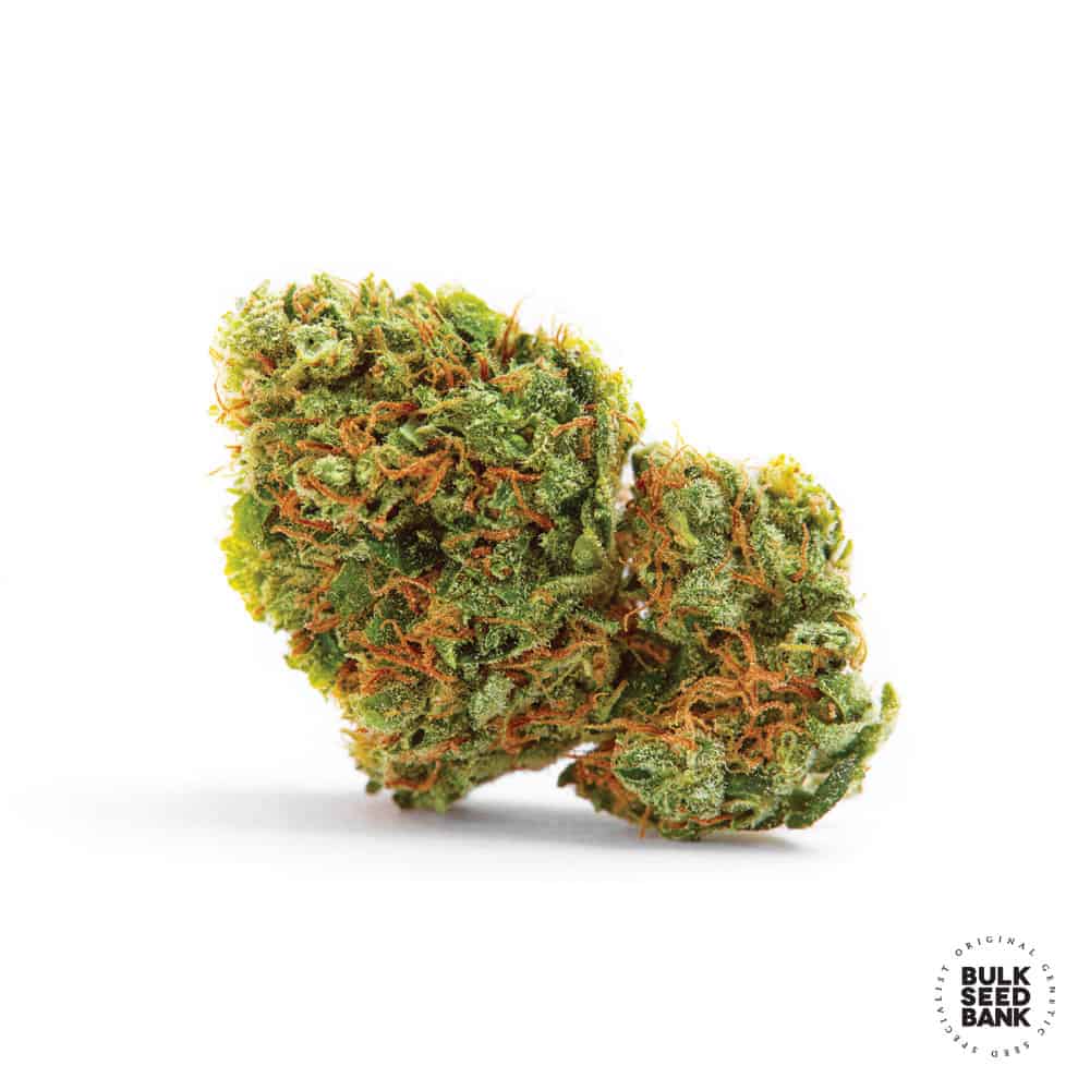 Auto AK (Bulk Seeds Bank)