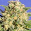Auto AK XXL (Auto Destroyer)