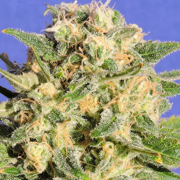 Auto AK XXL (Auto Destroyer)