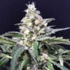 Auto Amazon Haze