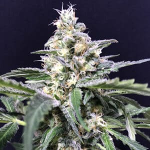 Auto Amazon Haze