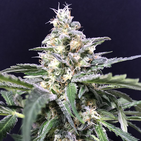 Auto Amazon Haze