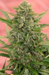 Auto Amnesia (Mr. Hide Seeds)