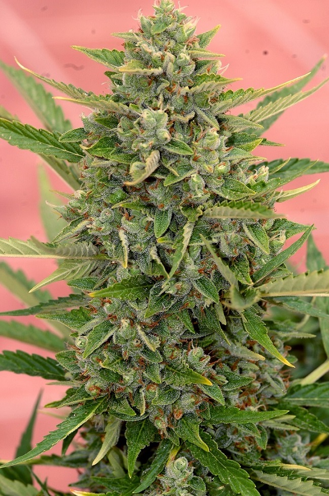 Auto Amnesia (Mr. Hide Seeds)