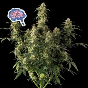 Auto Amnesia (Seedsman)