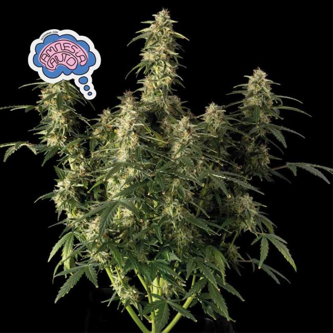 Auto Amnesia (Seedsman)