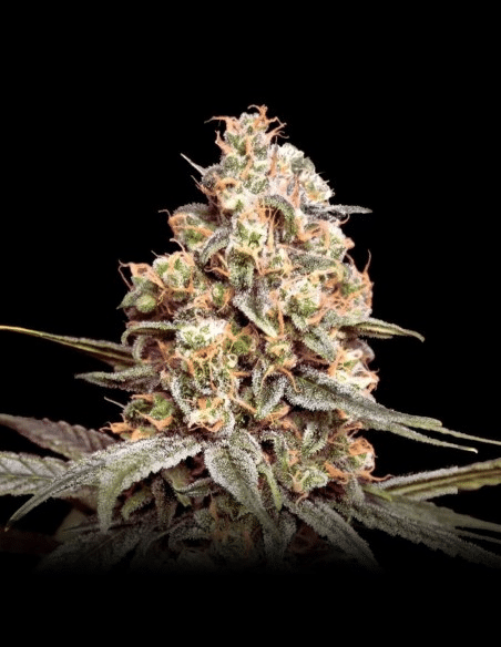 Auto Apple Fritter (Advanced Seeds)